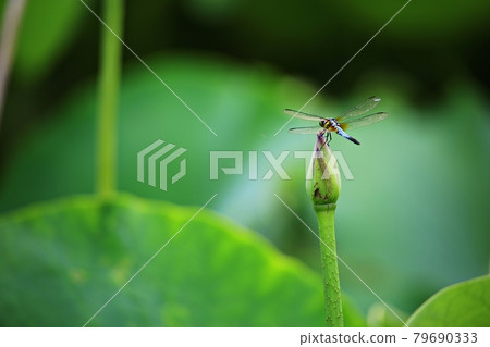 Beautiful lotus, lotus Beautiful lotus, lotus 79690333