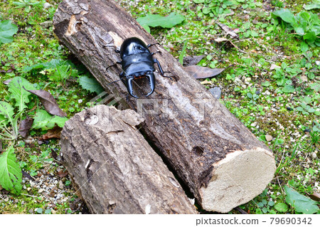 Palawan giant stag beetle 79690342