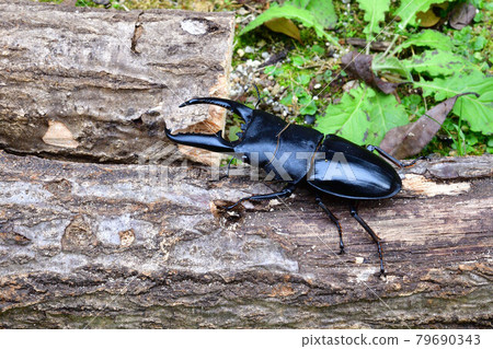 Palawan giant stag beetle 79690343