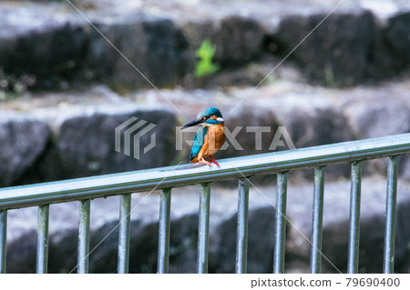 Male kingfisher perched on a fence Male kingfisher perched on a fence 79690400
