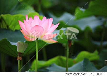 Lotus world, lotus field Lotus world, lotus field 79690440