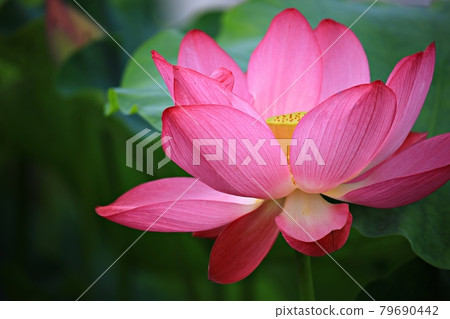 荷花世界、荷花田 79690442