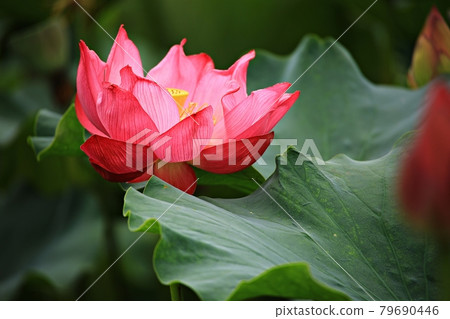 荷花世界、荷花田 79690446