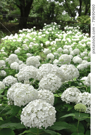 hydrangea hydrangea 79690460