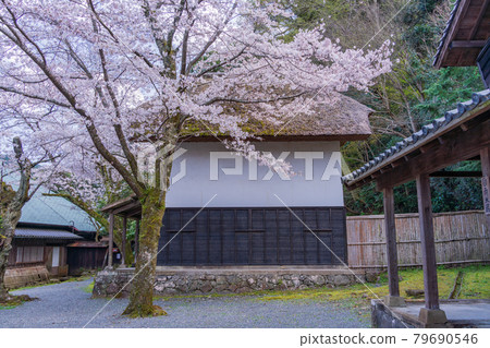 (靜岡縣)伊豆之國市重要文化財產、江川家、內花園倉庫、櫻花季 (靜岡縣)伊豆之國市重要文化財產、江川家、內花園倉庫、櫻花季 79690546