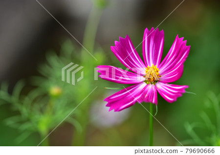 Autumn English Rose Garden and Cosmos at Minato Mirai Park 79690666