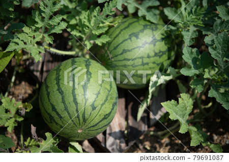 Organic watermelon growing in garden with foliage on ground under sunlight 79691087