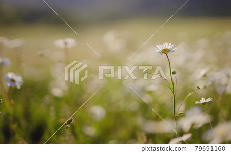Daisies in sunny spring garden, beautiful outdoor floral background photographed with selective focus Daisies in sunny spring garden, beautiful outdoor floral background photographed with selective focus 79691160