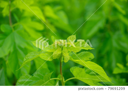 Mulberry leaves Mulberry leaves 79691209