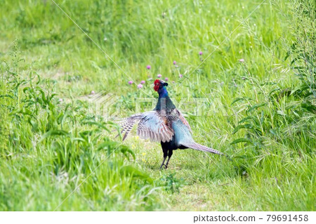 野生鳥類野雞 野生鳥類野雞 79691458