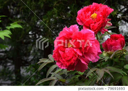 Flowers, peonies, red, blooming in my garden @ Minami-ku, Sakai City, Osaka Prefecture 79691693