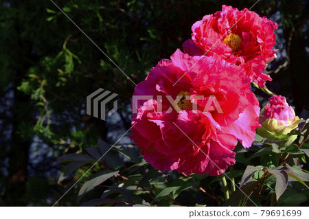 花,牡丹,紅色,在我的花園裡盛開@大阪府堺市南區 花,牡丹,紅色,在我的花園裡盛開@大阪府堺市南區 79691699