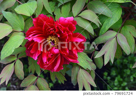 Flowers, peonies, red, blooming in my garden @ Minami-ku, Sakai City, Osaka Prefecture 79691724