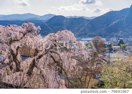 (Shizuoka Prefecture) Izunokuni City, Ryugen-in Temple, Weeping Cherry Blossoms (Shizuoka Prefecture) Izunokuni City, Ryugen-in Temple, Weeping Cherry Blossoms 79691967
