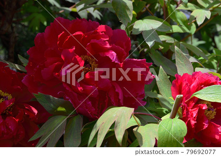 花,牡丹,紅色,在我的花園裡盛開@大阪府堺市南區 花,牡丹,紅色,在我的花園裡盛開@大阪府堺市南區 79692077