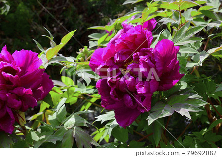 花,牡丹,紅色,在我的花園裡盛開@大阪府堺市南區 花,牡丹,紅色,在我的花園裡盛開@大阪府堺市南區 79692082