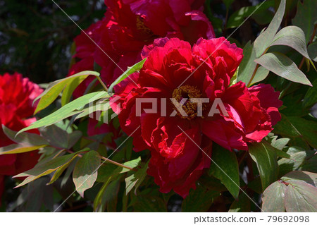 花,牡丹,紅色,在我的花園裡盛開@大阪府堺市南區 花,牡丹,紅色,在我的花園裡盛開@大阪府堺市南區 79692098