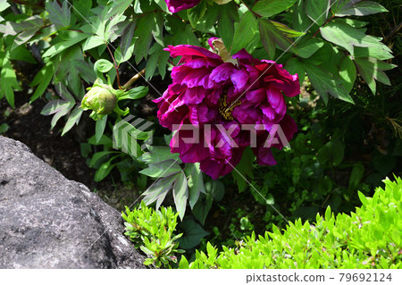 花，牡丹，紅色，在我的花園裡盛開@大阪府堺市南區 79692124