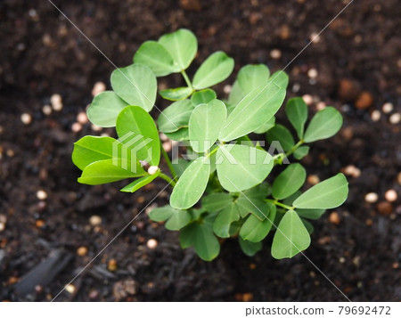 Peanut leaves Peanut leaves 79692472
