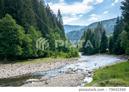 mountain river runs through forested valley. countryside scenery on a summer day. trees and stones on the shore. ecology problem with low ammount of water. stream shallowing or drought concept 79692986