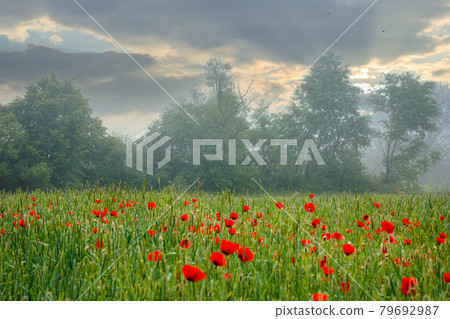 red poppy flowers among the green wheat field. beautiful rural scenery at foggy sunrise. trees blurred in the distance. clouds on the sky in morning light 79692987