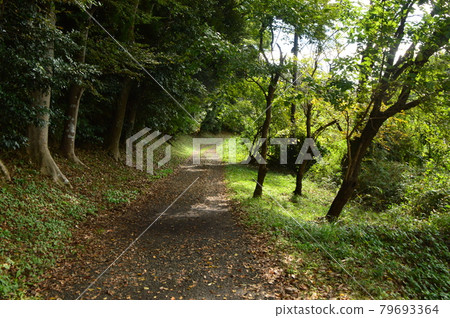 This is what the Hachioji Yarimizu Silk Road looks like in autumn. 79693364