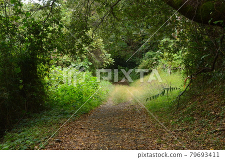 This is what the Hachioji Yarimizu Silk Road looks like in autumn. This is what the Hachioji Yarimizu Silk Road looks like in autumn. 79693411