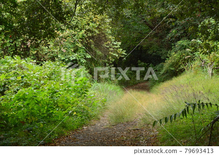 This is what the Hachioji Yarimizu Silk Road looks like in autumn. 79693413