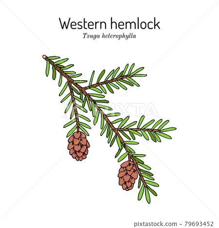 Western hemlock spruce Tsuga heterophylla , state tree of Washington. 79693452