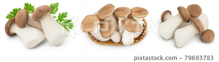King Oyster mushroom or Eringi isolated on white background . Set or collection King Oyster mushroom or Eringi isolated on white background . Set or collection 79693783