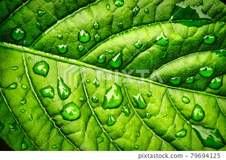Leaves wet in the rain Leaves wet in the rain 79694125