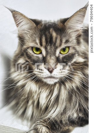 Maine Coon 79694404