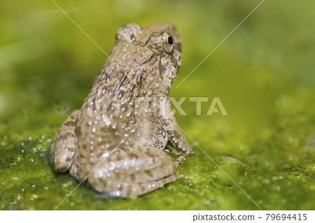 Waterside frog, earthen frog, frog, frog, frog 79694415