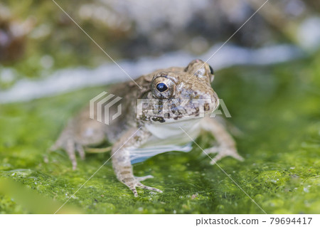水邊青蛙，土青蛙，青蛙，青蛙，青蛙 79694417
