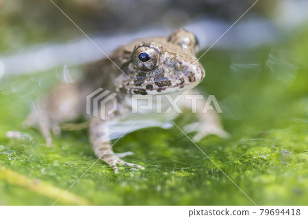 水邊青蛙,土青蛙,青蛙,青蛙,青蛙 水邊青蛙,土青蛙,青蛙,青蛙,青蛙 79694418