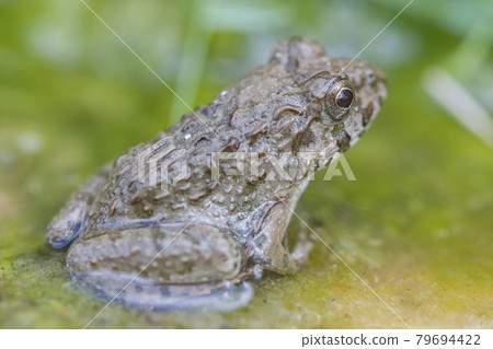 Waterside frog, earthen frog, frog, frog, frog 79694422