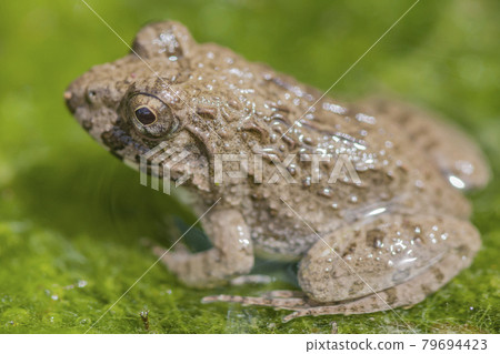 水邊青蛙，土青蛙，青蛙，青蛙，青蛙 79694423