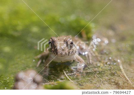Waterside frog, earthen frog, frog, frog, frog 79694427