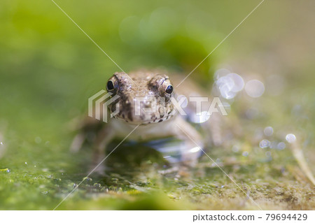 水邊青蛙，土青蛙，青蛙，青蛙，青蛙 79694429