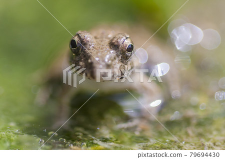 水邊青蛙，土青蛙，青蛙，青蛙，青蛙 79694430