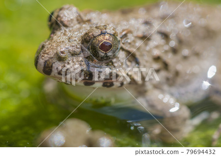 水邊青蛙，土青蛙，青蛙，青蛙，青蛙 79694432