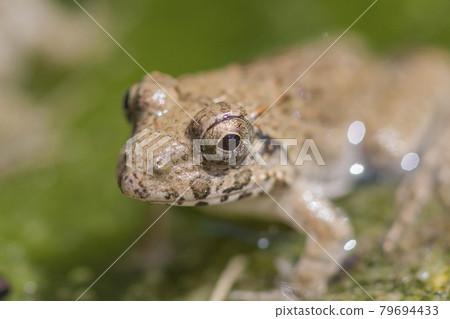 Waterside frog, earthen frog, frog, frog, frog 79694433