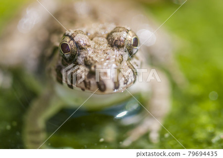 水邊青蛙，土青蛙，青蛙，青蛙，青蛙 79694435