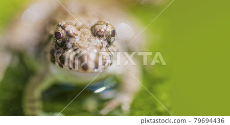 水邊青蛙，土青蛙，青蛙，青蛙，青蛙 79694436