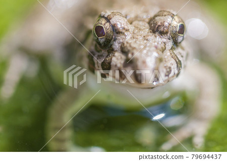 水邊青蛙，土青蛙，青蛙，青蛙，青蛙 79694437