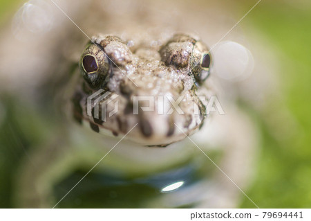 水邊青蛙，土青蛙，青蛙，青蛙，青蛙 79694441