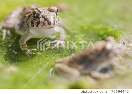 Waterside frog, earthen frog, frog, frog, frog Waterside frog, earthen frog, frog, frog, frog 79694442