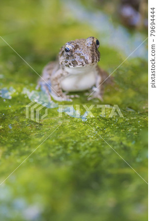 水邊青蛙，土青蛙，青蛙，青蛙，青蛙 79694444