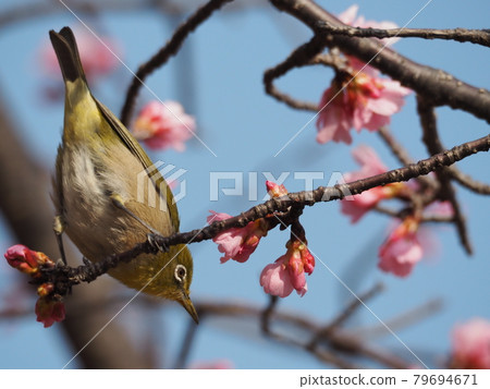 寒飛櫻和白眼 79694671