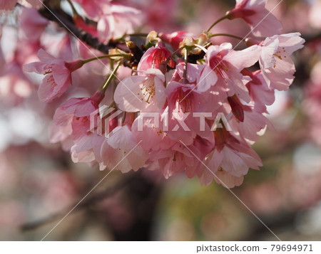 Up the cold scarlet cherry blossoms in full bloom Up the cold scarlet cherry blossoms in full bloom 79694971